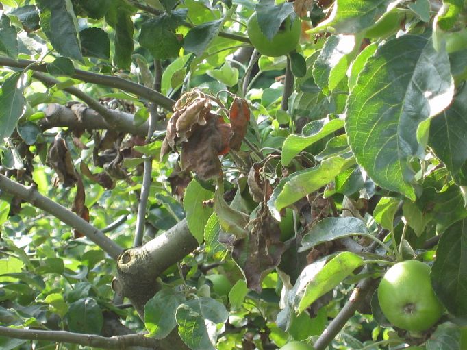 bacterievuur appelboom